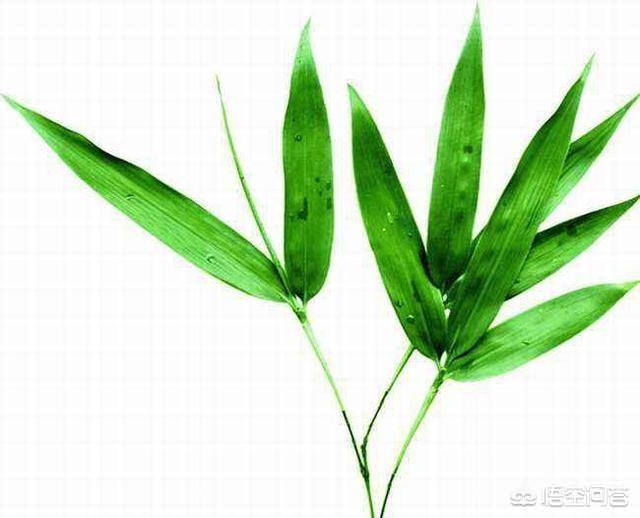 竹叶水:竹叶茶采甚么部份来做茶？
