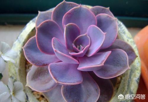 紫珍珠多肉植物:多肉掉叶了是什么原因？怎么处理？