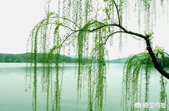 柳树上的柳芽,有什么用途和作用?-惠修网