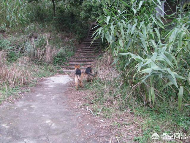 弓背犬图片:为什么有人说养了德牧就不想养其他狗了？