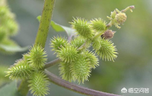 苍耳子治疗鼻炎(苍耳子治疗鼻炎偏方)