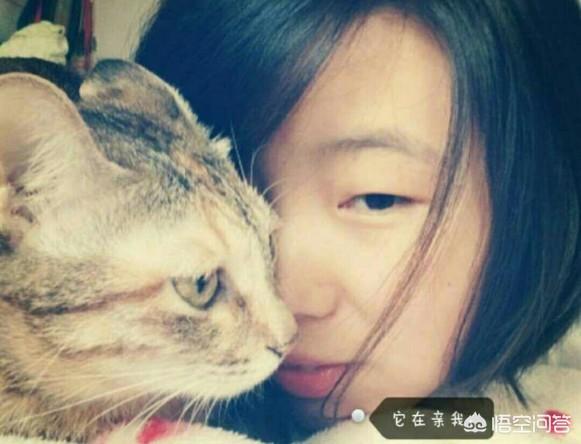中国狸花猫评判标准:橘猫和黄狸猫有什么区别呢？ 纯种狸花猫标准