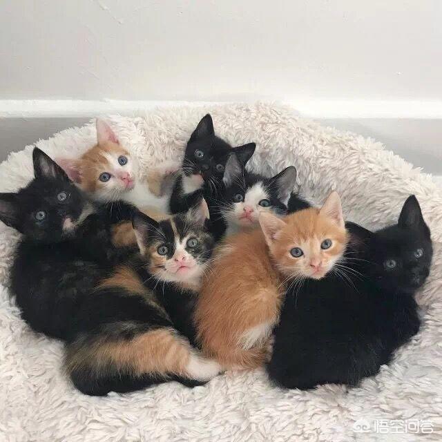 两周大的小猫吃什么:两周大的小猫吃什么好 2个月大的猫每天应该吃什么？