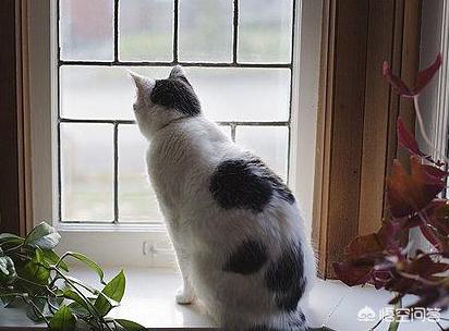 猫看窗外都有哪些原因，为什么猫老望着窗外发呆呢？