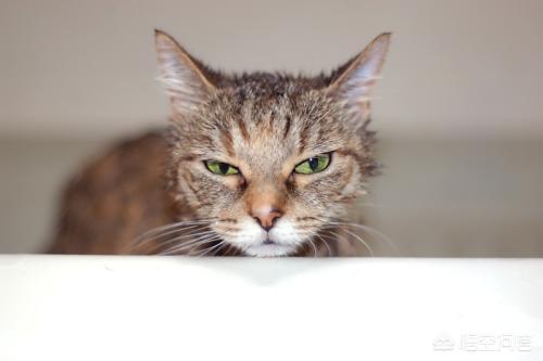 灰色短尾猫:在家里养猫，怎么克服猫毛到处飞的情况？
