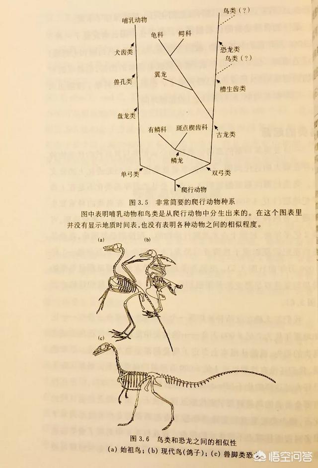 动植物:进化是由简到繁的吗？有哪些越进化越简单的动植物？