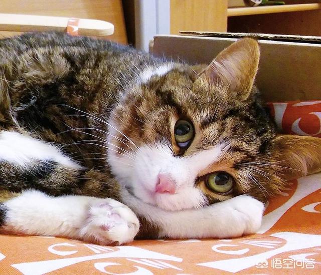 爱睡在一起:为什么猫咪喜欢睡在人头上或身上？