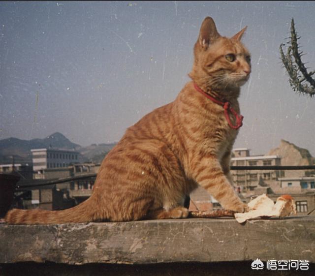中华田园猫是不是不适合家养:中华田园猫和英短猫哪个好？