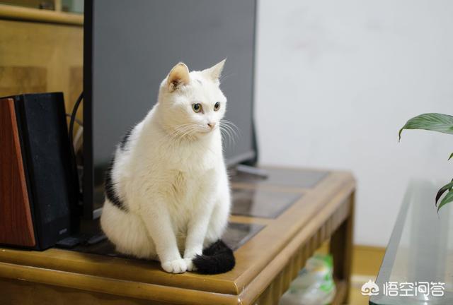 遵义猫咪有约论坛:家里新来一只猫怎么和旧猫相处？