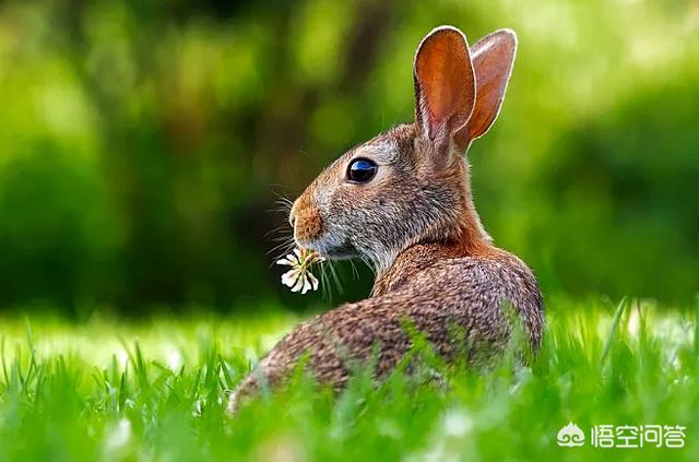 印度野兔的生活习性:兔子有什么生活习性？养兔要注意什么？