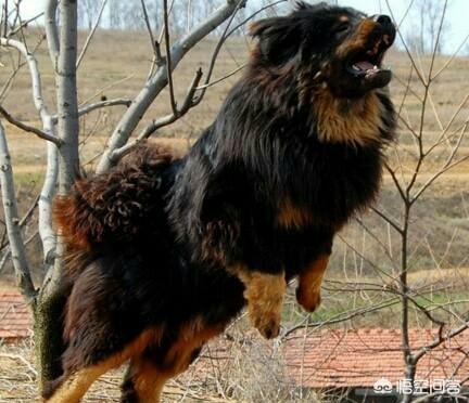 最新狗抓兔视频:假如中华田园犬和藏獒搏斗厮杀，中华田园犬可以坚持多久？
