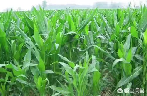 如果国内全面使用乙醇汽油,那玉米等生产