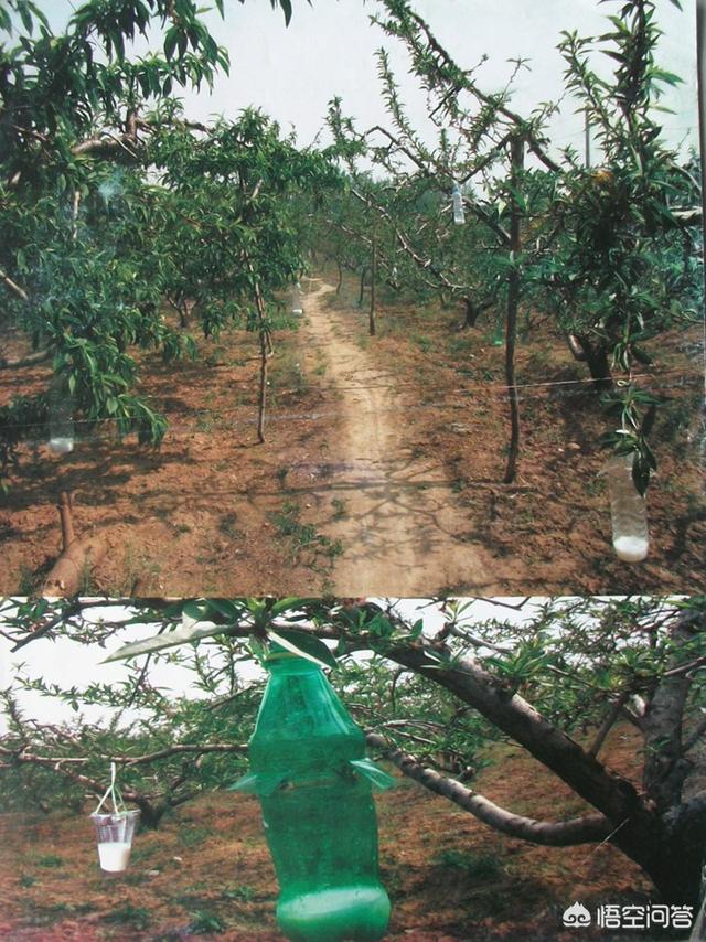 中鸟论坛:预防果园鸟害，都有哪些好的方法？