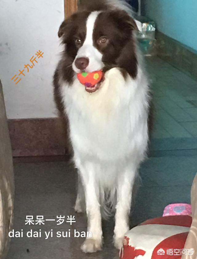 边界牧羊犬是小型犬嘛:边境牧羊犬怎么样？好养吗？