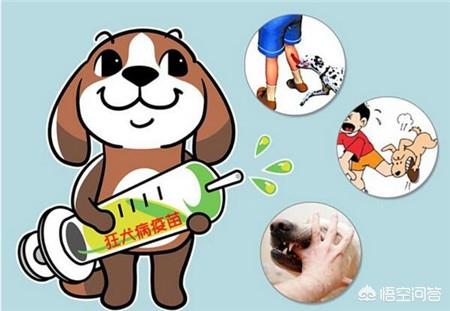 为什么张馨予训狗惨被咬到了:打过狂犬疫苗的狗，咬到人后，被狗咬到的人还需要打针吗？