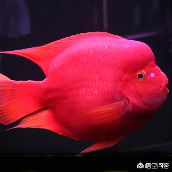 鹦鹉鱼变黑是啥原因:鹦鹉鱼变色并且胆小，该如何处理？