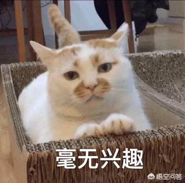 传唱度很高,而自己却觉得很难听的歌有哪些？