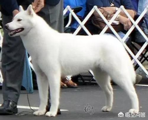 哈士奇标准三把火:哈士奇是个怎么样的狗狗？