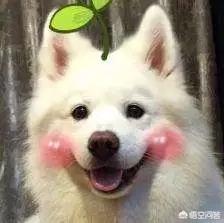 宠物摄影:宠物摄影行业如何有效进行线上线下推广？