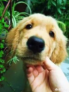 宠物摄影:宠物摄影行业如何有效进行线上线下推广？