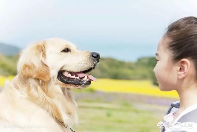 宠物摄影:宠物摄影行业如何有效进行线上线下推广？