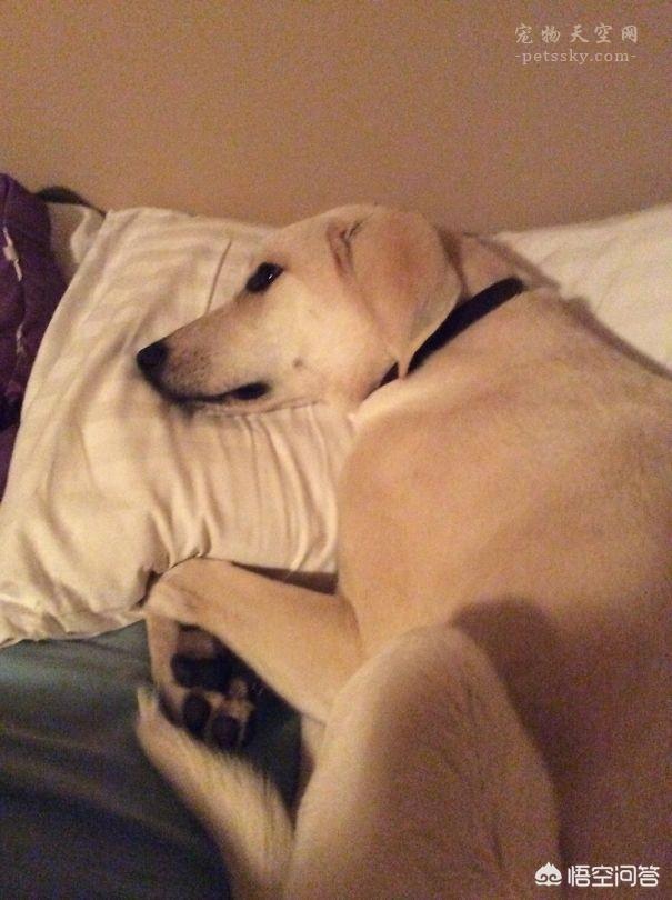 超萌狗狗图片:超萌狗狗图片大全柴犬 你家的狗子都有哪些惊人的睡姿？