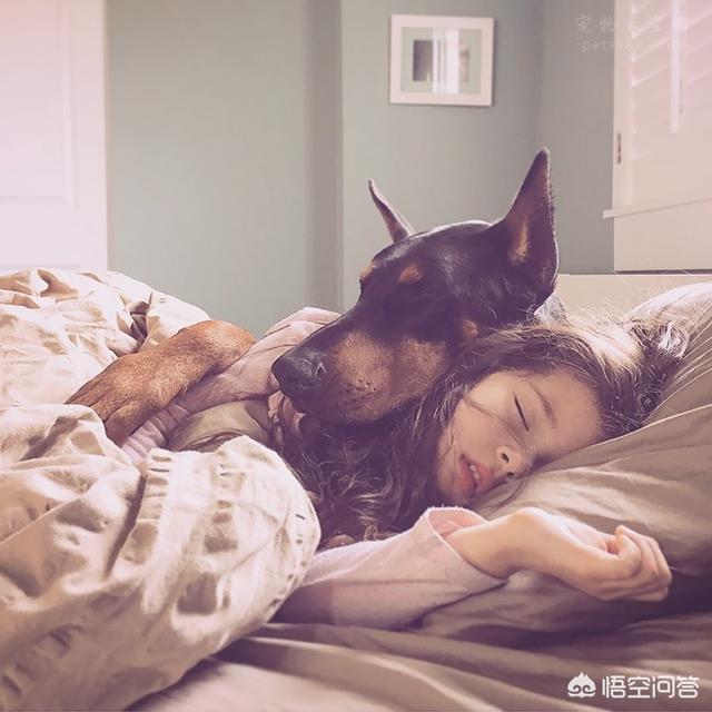 超萌狗狗图片:超萌狗狗图片大全柴犬 你家的狗子都有哪些惊人的睡姿？