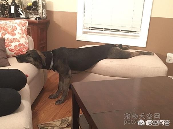 超萌狗狗图片:超萌狗狗图片大全柴犬 你家的狗子都有哪些惊人的睡姿？