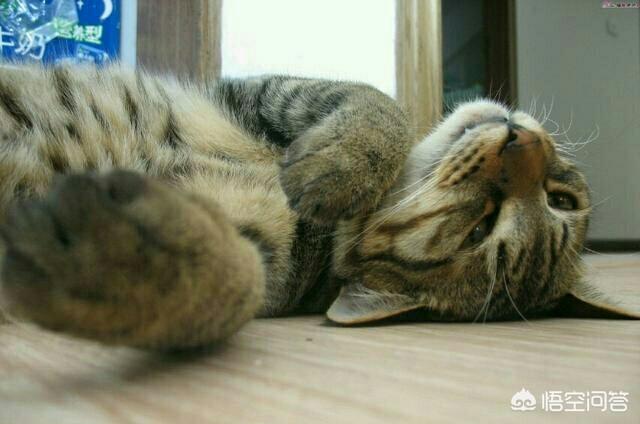 狸花猫图片高清:怎样评价中国狸花猫与国外猫的区别，中国的狸花猫强在哪里？