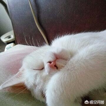 母猫绝育后大小便去猫砂盆吗:猫不使用猫砂盆拉屎怎么办？