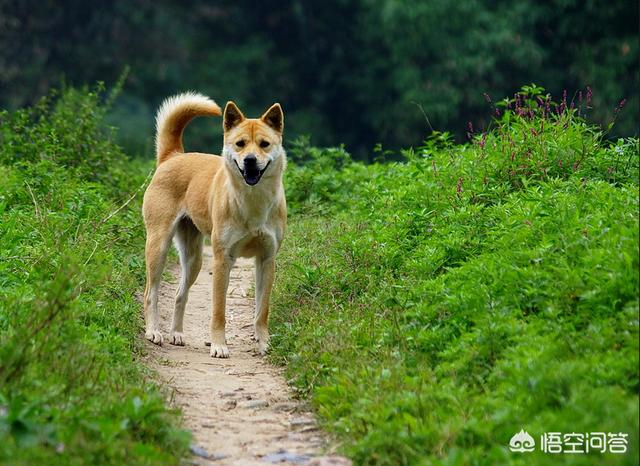 最可爱的狗排名:就颜值来讲，各种狗狗的排名应该如何？