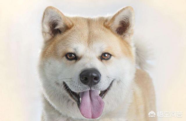 最受喜爱的宠物狗排名:就颜值来讲，各种狗狗的排名应该如何？