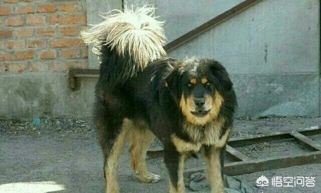 班克尔犬 蒙古獒:蒙古獒是一种优秀的猎犬吗？为什么？