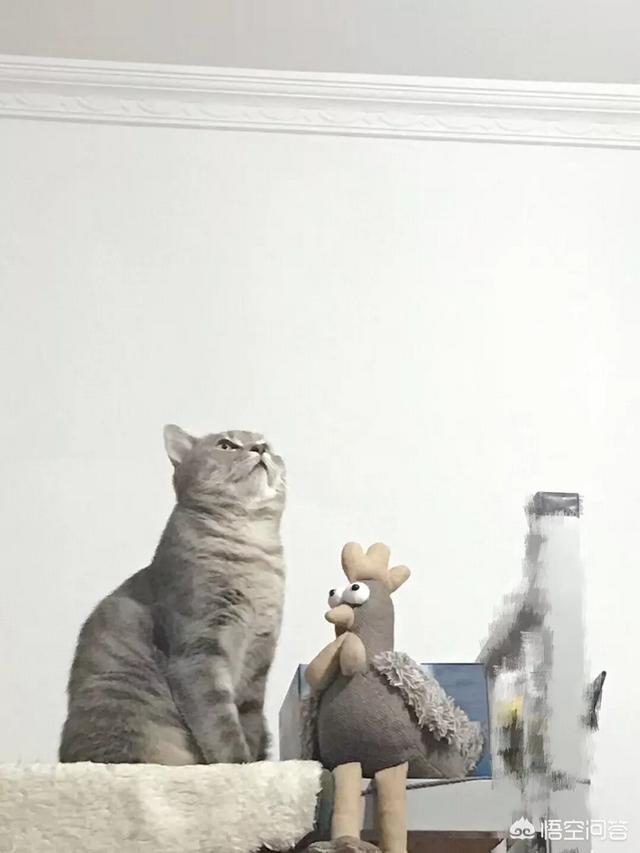 关在家里的猫的猫瘟吗:得了猫瘟的猫咪痊愈回家后需要和家里健康猫隔离多久？