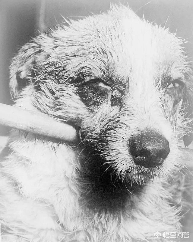 狂犬疫苗有效期:打完狂犬疫苗后又被狗咬伤，用不用重新打疫苗？