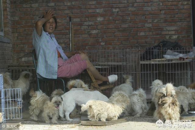 太原流浪动物收容所在哪呢:如何建立地方流浪狗收容所？