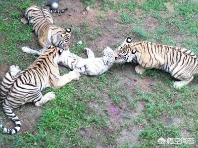 猞猁图片:为什么猫科动物之间不吃对方的肉？