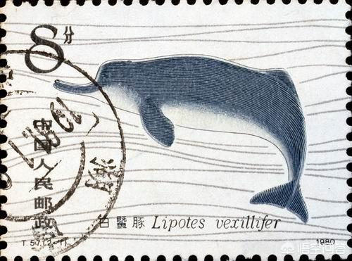 长江白鲟灭绝了吗，中国长江流域的白鳍豚、江豚、中华鲟是否已经灭绝？