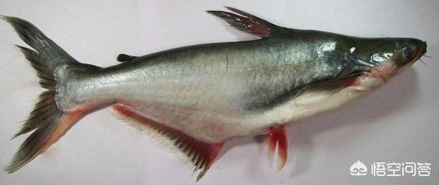 图示巴沙鱼和龙利鱼的区别:龙利鱼柳与巴沙鱼柳有什么区别？