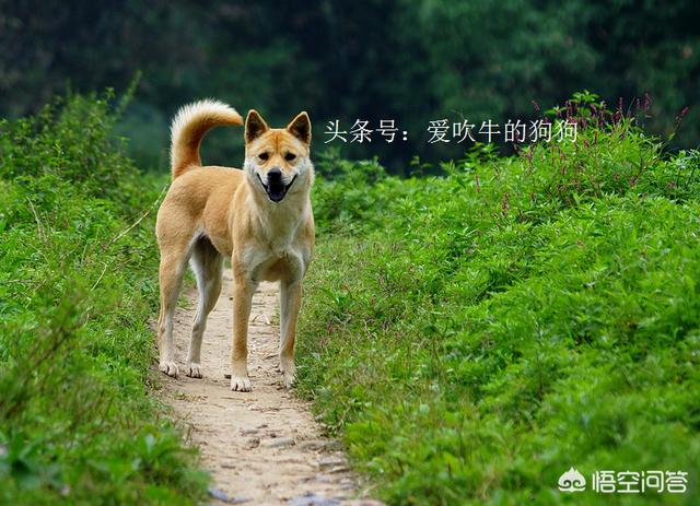 牛头獒忠诚吗:是藏獒忠诚还是田园犬忠诚？