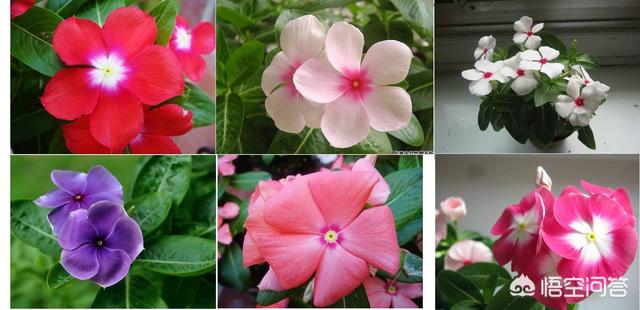 长春花色 长春花色应援 58创业网