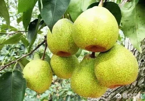 最好的解酒食材是什么？