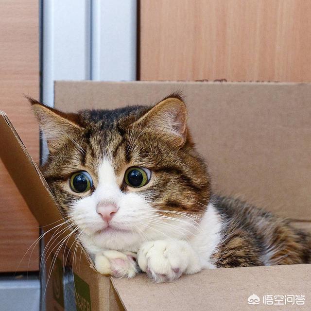 爱睡在一起:为什么猫咪喜欢睡在人头上或身上？
