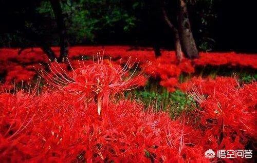 头条问答 你能用 彼岸花开了 我们从此两不相欠 写一篇古风伤心小说吗 7个回答