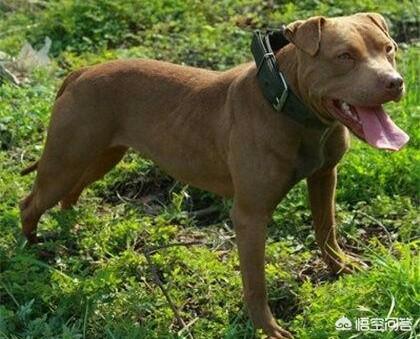 比特犬图片:高加索犬和比特犬哪个更厉害？大家更喜欢哪种犬？ 比特犬图片打架视频