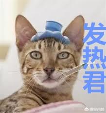 猫鼻支试纸多少钱一个:家养猫咪为什么会得猫鼻支？