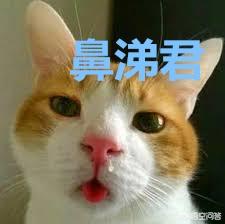 猫鼻支试纸多少钱一个:家养猫咪为什么会得猫鼻支？