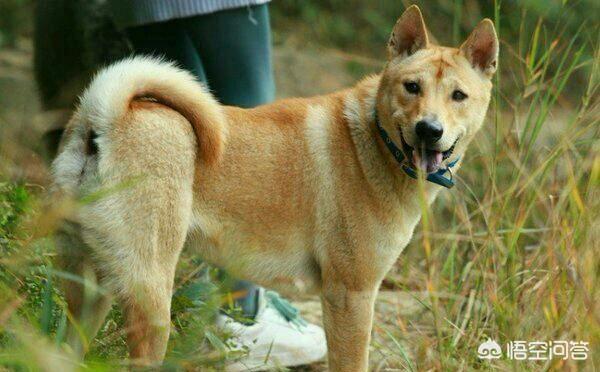 最新狗抓兔视频:假如中华田园犬和藏獒搏斗厮杀，中华田园犬可以坚持多久？