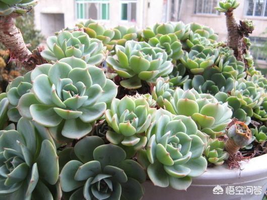 多肉植物肉锥花属安珍:九月的秋，多肉已经开始上色啦，您还准备出坑吗？