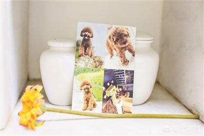 宠物去世后你会以何种方式处理呢？插图13